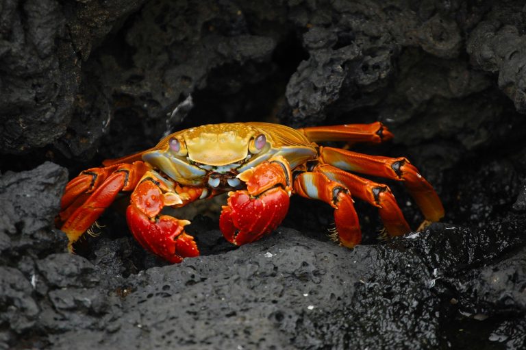 A vivid red rock crab nestled in dark volcanic rocks showcases striking natural contrast.