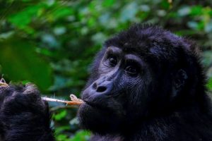 A captivating close-up photo of a gorilla eating in its natural rainforest habitat.