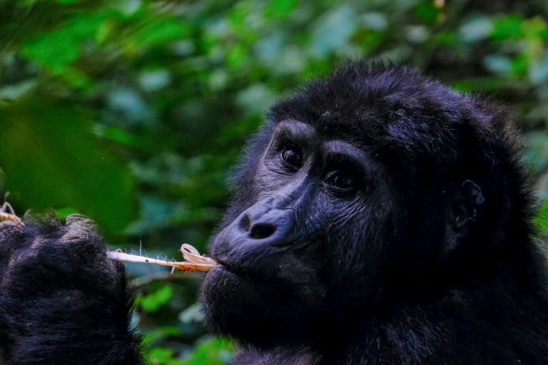 A captivating close-up photo of a gorilla eating in its natural rainforest habitat.