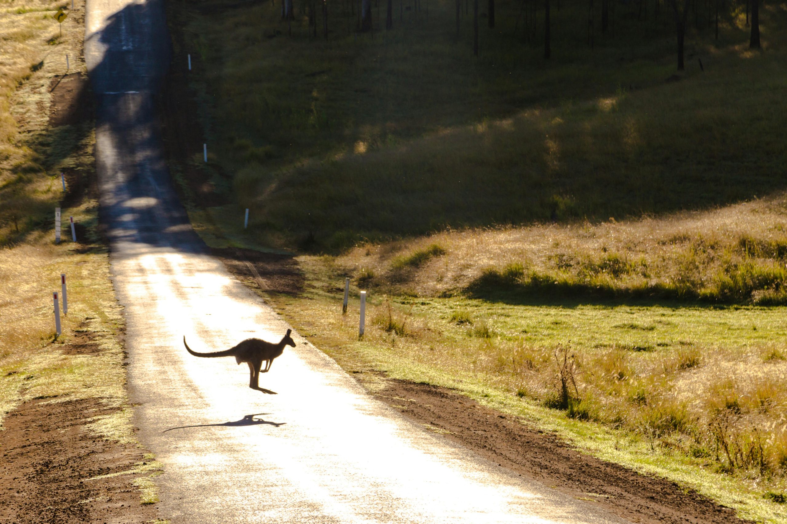 A kangaroo crossing an unpaved road in Australia, highlighting the serene wildlife and natural landscape.